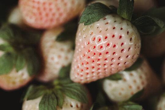 Moody Valentine Still Life . Close Up Pineberry Isolated with Dark Background. White Strawberry. Dark Valentine Aesthetic. Strawberries and Wine.