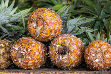 Close up of a newly harvested fresh pineapples tropical fruit rich in vitamins
