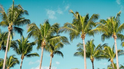 Fototapeta na wymiar Palm trees in Florida, Tropical vanlife vibes. 