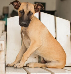 cão, vira lata