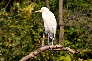 closeup the white heron siting and hold tree branch over out of focus green brown background.