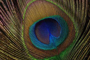 Obraz premium Macro peacock feather,Peacock Feather,Beautiful exotic peacock feather on white background with copy space.
