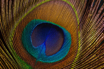 Fototapeta premium Macro peacock feather,Peacock Feather,Beautiful exotic peacock feather on white background with copy space.