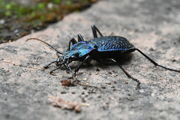 turquoise ground beetle