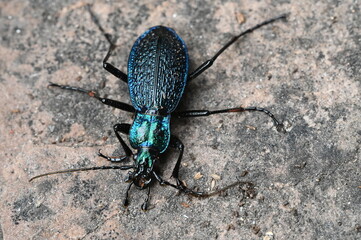 turquoise ground beetle - obrazy, fototapety, plakaty