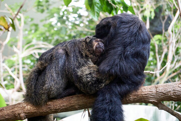 two white copsaki monkeys Pithecia pithecia cuddling on a tree