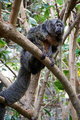 close-up of a white-headed persimmon pithecia pithecia on a tree