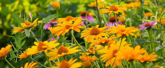 Flower bed with tall flowers. Echinacea, yellow chamomile. Close-up. The concept of growing flowers in the garden. Panarama