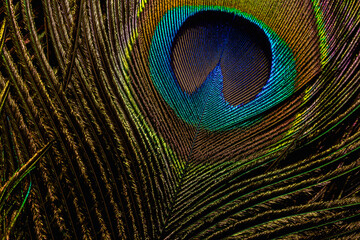 Macro peacock feather,Peacock Feather,Beautiful exotic peacock feather on white background with copy space.