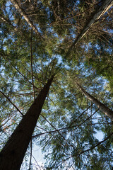 Fototapeta premium Alberi dal basso.