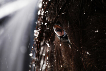 Closer look to snowy horse at day with snowfall. 