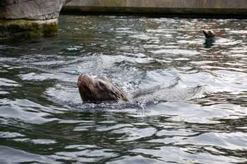 close up of a sea lion swimming in the basin