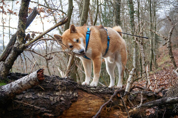red shiba inu dog posing in the forest