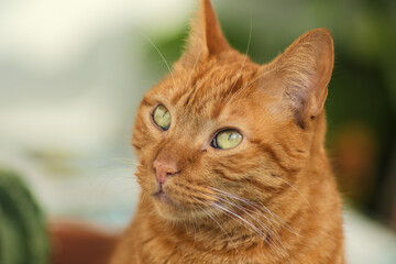 Close-up of young orange domestic cat looking to the left