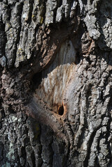 Close Up of Rough Bark Texture on Trunk of Old Tree 