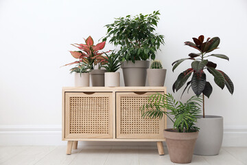 Many different houseplants near white wall in room