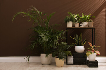 Many different houseplants near brown wall in room