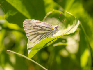Close up of a mountain green-veined white (pieris bryoniae) butterfly sitting on a leaf on mountain meadow in National Park Texelgruppe, South Tyrol, Italy