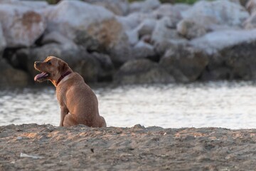 Dog sitting and crouching on the beach