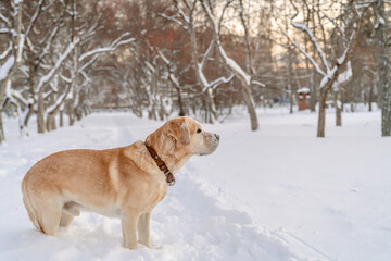 adorable fawn Labrador in winter on a walk in the park