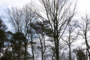 Baum