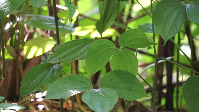 Green dioscorea hispida Dennst (Also called Indian three-leaved yam, gadung) tree in the nature background