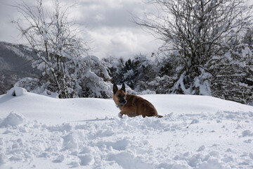 Perro posando en la nieve