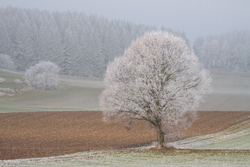 Raureif an Bäumen, Schwäbische Alb