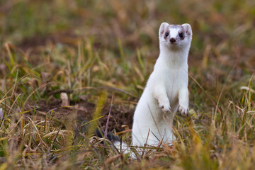 Hermelin (Mustela erminea) im Winterfell