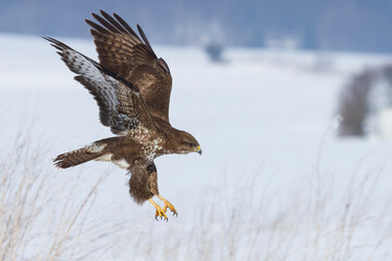 Mäusebussard (Buteo buteo)