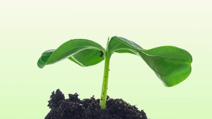 Growing green cucumber plant time lapse. Timelapse seed growing, Closeup nature agriculture shoot. Vegetable sprouting from the ground.