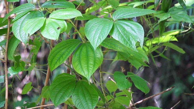 Green dioscorea hispida Dennst (Also called Indian three-leaved yam, gadung) tree in the nature background