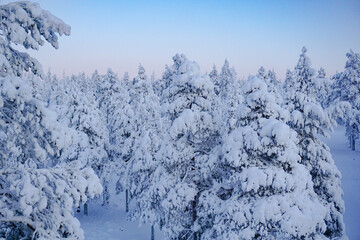 Winter landscape, panorama, banner - view of the snowy  forest in Lapland 