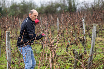 Ouvrier viticole réalisant le travail de décrochage du serment du vigne