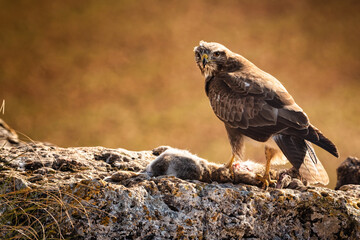 eagle