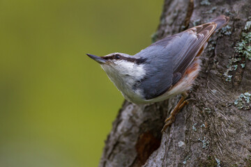 Nordischer Kleiber (Sitta europaea europaea)