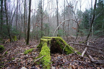 green moss