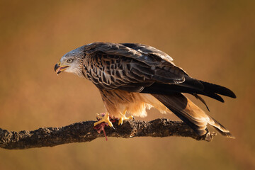 eagle