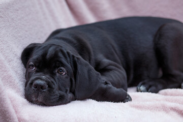 Cute black Cane Corso puppy falls asleep on a pink blanket in a chair in the garden