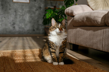 Portrait of cute siberian cat with green eyes sitting on the wicker rug near the beige textile sofa...