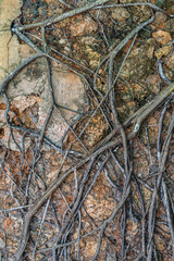 Dry ingrown ivy plant on the wall. Prison island, Zanzibar, Tanzania.