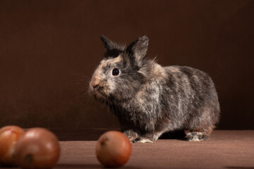 Decorative gray-brown rabbit on a brown background indoors in the studio