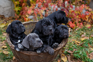 Five cute puppies Cane Corso - gray and four black sit in a wicker basket in the garden against the background of multi-colored wild grapes