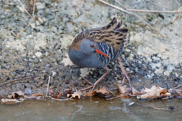 Water rail (Rallus aquaticus) searching for food along the bank of an almost completely ice-covered ditch in the south of the Netherlands 