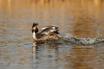 Great crested grebe (Podiceps cristatus) showing dominant behaviour during mating season in the north - Noord Holland - of the Netherlands