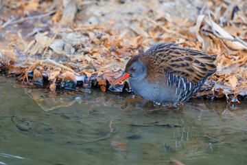 Water rail (Rallus aquaticus) searching for food along the bank of an almost completely ice-covered ditch in the south of the Netherlands 