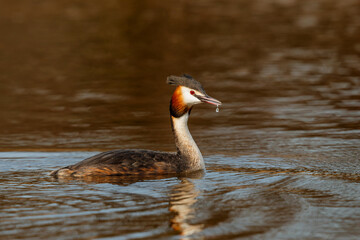 Great crested grebe (Podiceps cristatus) searching for food in the north - Noord Holland - of the Netherlands