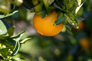 New ripe orange hanging on tree branch and peeking through the green leaves with natural sunlight and blurred background. Detail of citrus tree with fruit  in orchard with empty space for text