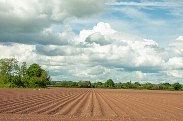 Fototapeta na wymiar Plowed field in the summertime.