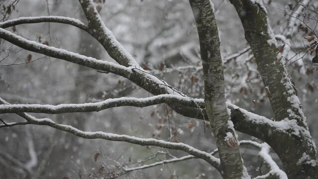 Paysage de branches de d'arbres dans un sous-bois recouvert par la neige qui tombe 